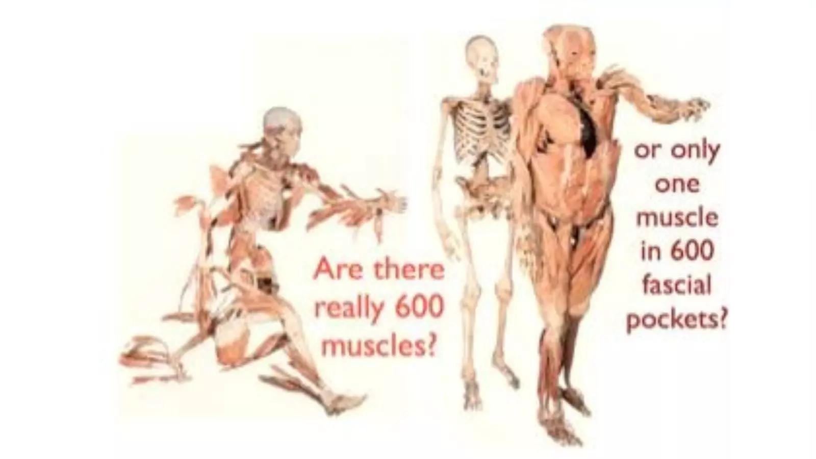 A diagram illustrating the difference between the commonly used definition of fascia and the expanded definition